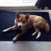 CryptoAlpha (@crypto_shibainu) 's Twitter Profile