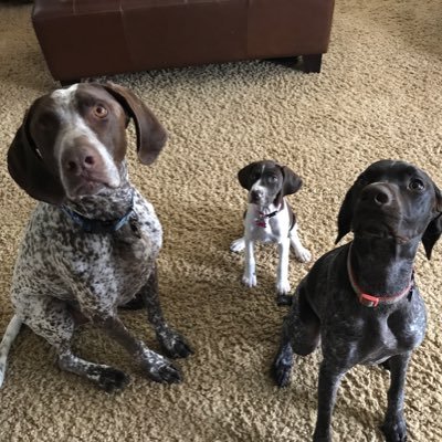 Welcome to the world of Angel Daisy, Angel Gretchen, Banjo, Froggy  & Cricket. Just a few GSP’s whose antics continue to amuse their humans.
