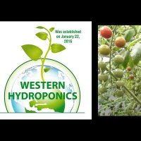 ⛲Hydroponics⛲ينبع (@faisal_aldhubai) 's Twitter Profile Photo ⛲Hydroponics⛲ينبع (@faisal_aldhubai) 's Twitter Profile Photo
