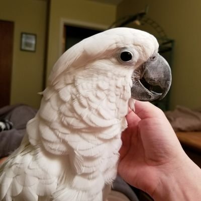 ParrotGirlinDet's profile picture. #foodie #delicious #dogmom #birdmom #catmom #pokemongo