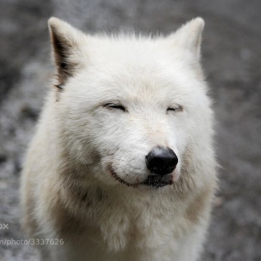 lobo_d_b's profile picture. auuuuuu