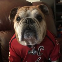 Ovie the Bulldog (@oviethebulldog) 's Twitter Profile