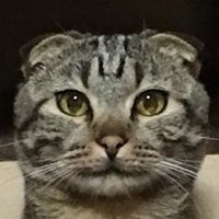 吉田まりん (@yoshidamarin) 's Twitter Profile