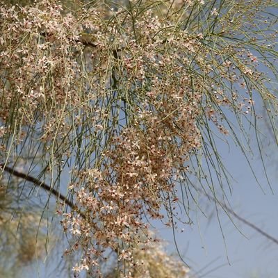 التواصل واتس 0547997476 بيع بذور البان العربي اليسر مورنجا برقيرينا