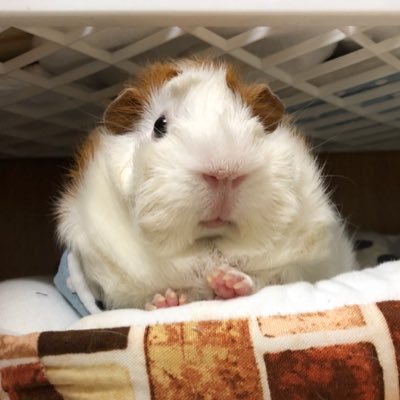 こげまるとてんぷらの飼い主 Perry1515 Twitter こげまるとてんぷらの飼い主 Perry1515 Twitter