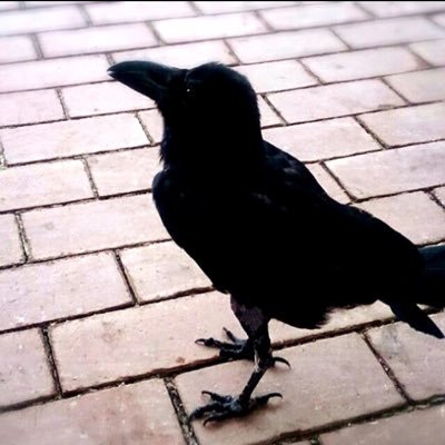 lupus_4's profile picture. ゲームゴリラです。たまに曲を作ります。稀にベースも弾きます。