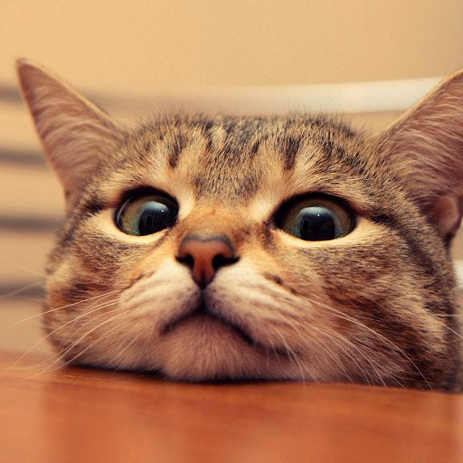 deciacat2195's profile picture. 