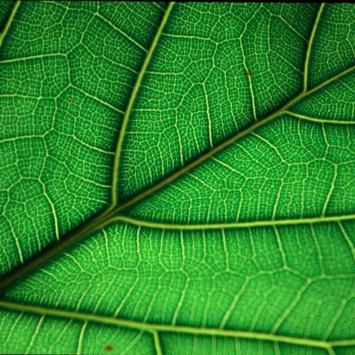 Crop_Microbiome's profile picture. News, information and developments from the UK Crop Microbiome Cryobank and the UK Plant Microbiome initiative,