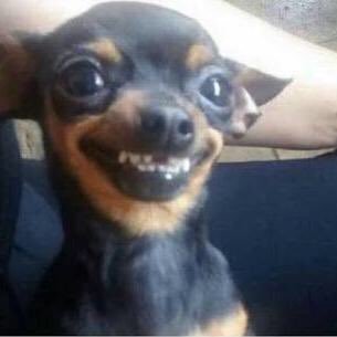 tupapixdxd's profile picture. Jugador Competitivo🔙 Entrenador🇲🇽🇲🇽