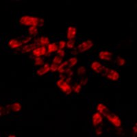 Wellcome Trust AAMR (@wellcomeaamr) 's Twitter Profile