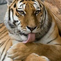 Javao Medeiros (@javaomedeiros) 's Twitter Profile