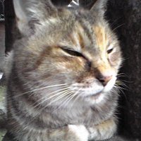 Nakayoshi Federation🦄ITエンジニア (@tokyofront) Twitter profile photo