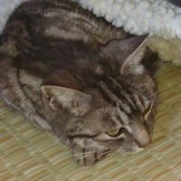 カツオ (@katsuo_2018) Twitter profile photo