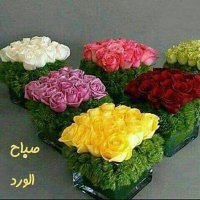 يسري يحيى (@1vbpo1apya2rz3w) 's Twitter Profile