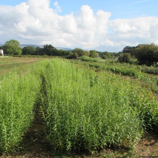 Growers of tree seedlings and transplants for woodland, forest and hedge planting. U.K. provenance seeds sown whenever possible. Established in Spring 2017