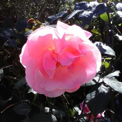 RominaMelo5's profile picture. Profesora de Matemática,comerciante.