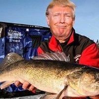 reelDonaldTrump (@reeldonaldtrout) 's Twitter Profile