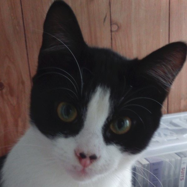 thecatmankop66's profile picture. liverpool 4 life,love animals,all sports,reading,funny videos.