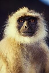 I am the Monkeylawdog