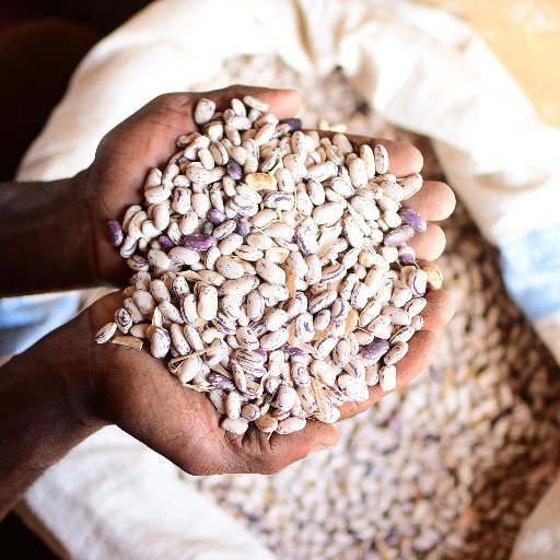 We are responsible for the beans grown, eaten and sold on Uganda's market and beyond. We are the Breeders of common beans and soy beans by  @narouganda