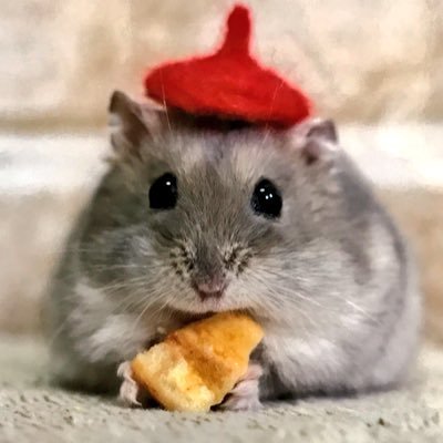 makoさんのプロフィール画像