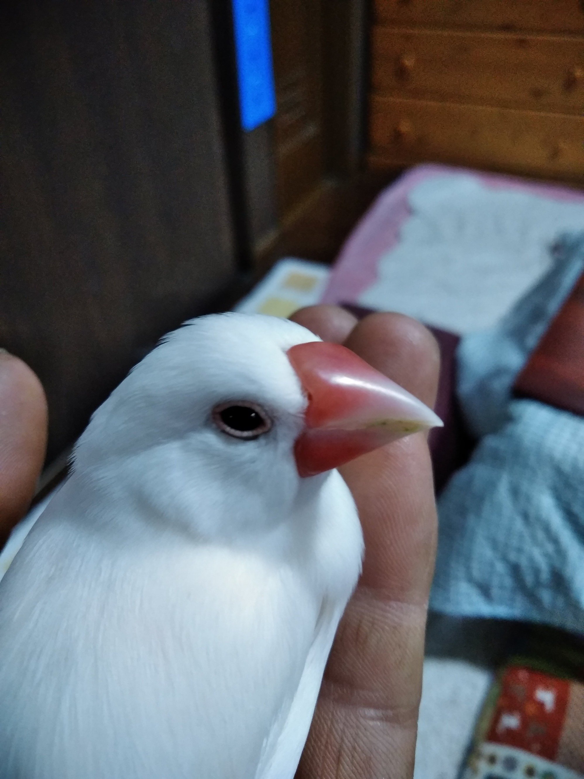 文鳥が大好きです。よろしくお願いします