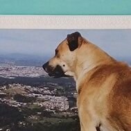 Fernunes2016's profile picture. Tudo