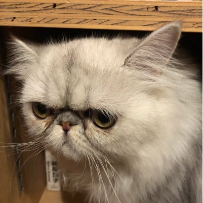 nankoooi's profile picture. 体は大人😎中身は子供😚酒好きで、飲み会が好きで、食べることが好きで、太らないように注意してます（笑）漫画も好き😆