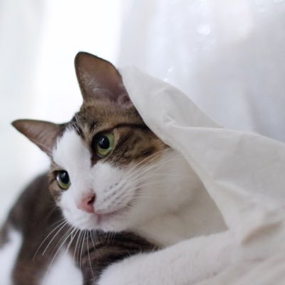 Rabi 応援致します 大した事できませんが 署名とか必要なときは仰って下さい うちの猫 リンパ腫 消化器ガン なのですが Dhcさんの猫用サプリ 負けないキャット をフードに混ぜており お陰様でお通じがよいです