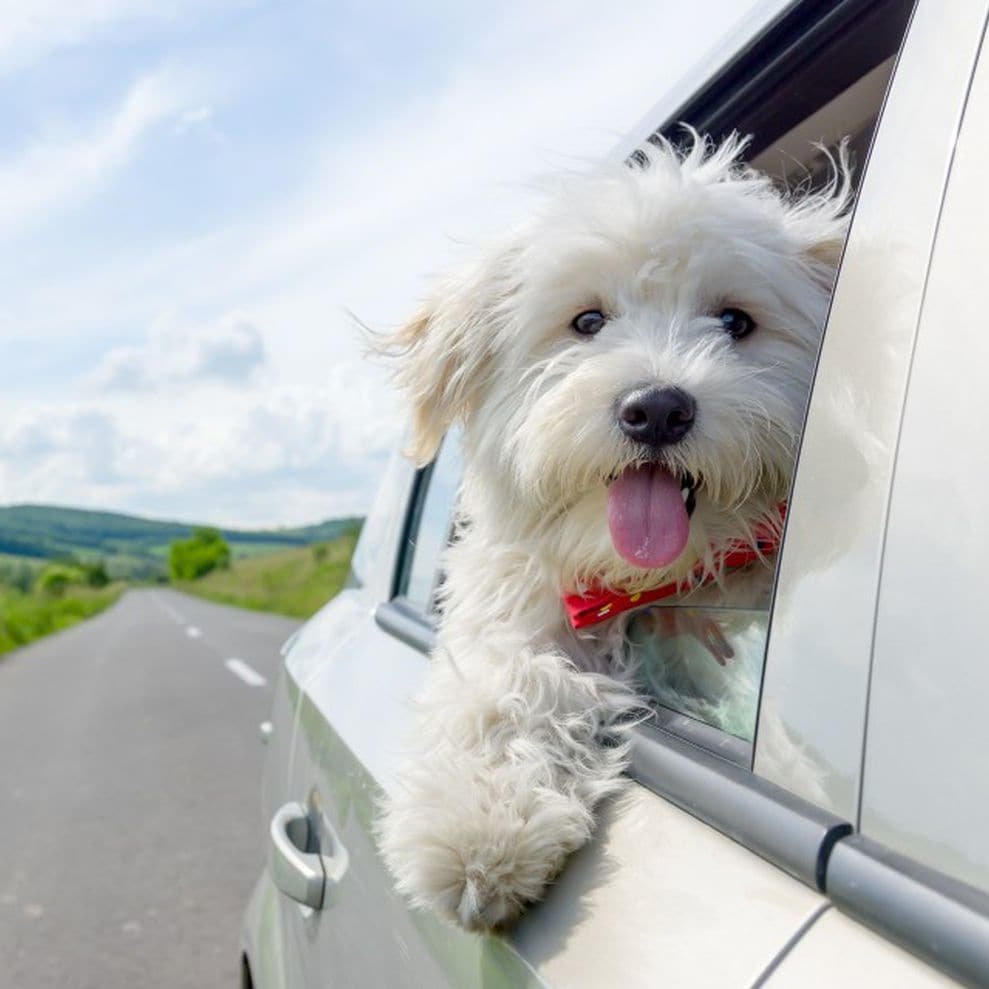 This is an official page of https://t.co/2GVtNaZCrZ which is a Pets website.we share information about pet's health care,training and reviews about Pet's products.