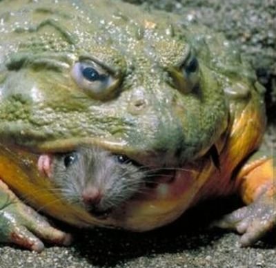 shitt_y's profile picture. Strictly spitting that horribleness.
If you don't like it you can gargle my piss