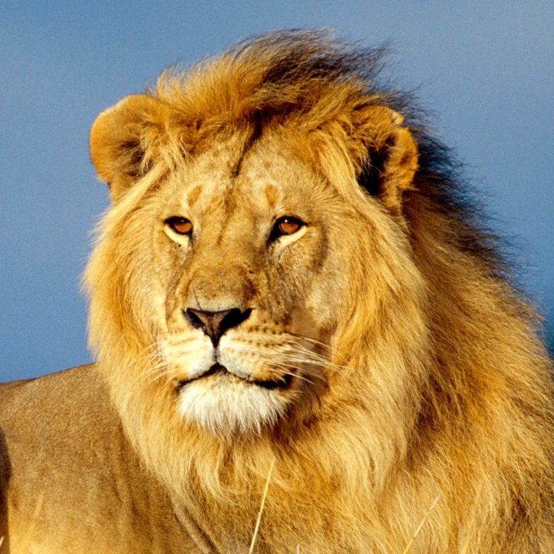 realLionJudah Profile Picture