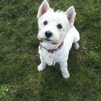 Vicky Hodson (@vickyhodson2) 's Twitter Profile