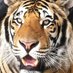 Andy (@tigersfanam) Twitter profile photo Andy (@tigersfanam) Twitter profile photo