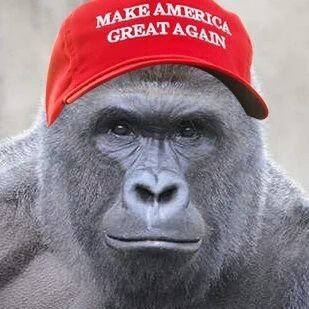 Making America Great Again One Dead Gorilla at a Time (I'm great with kids)