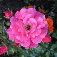 DELIRIUM RESEARCH (@del_cors) 's Twitter Profile