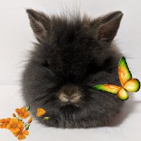 Happy Manes Rabbitry(@HappyManes8) 's Twitter Profile Photo