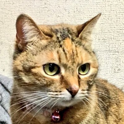 likes 任天堂 猫 ネコ科 あつ森 コンコンブル アンジュルム つばきファクトリー THE TIME内列島中継(糸永アナ最推し)コジャケ オッチン ハシビロコウ ローカル番組 上國料萌衣様、河西結心ちゃん、八木栞ちゃん推し