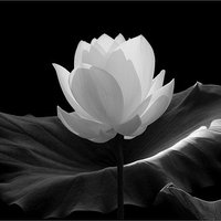 TRANQUIL (@hlobisan) 's Twitter Profile