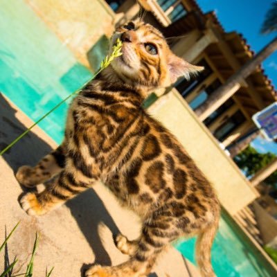 yungaustin545's profile picture. rip Club penguin