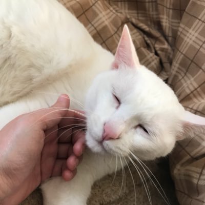 YN_Rhapsody's profile picture. ケセラセラをモットーに。カルチャーな感じに憧れながら中途半端に過ごしているオタクです。