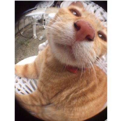 Vb8ZzMdccQWAa1q's profile picture. ブルートゥス、お前もか