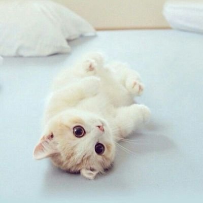 liran2018's profile picture. 