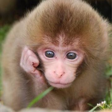 a_monkeymagic_'s profile picture. 