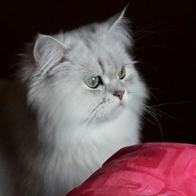 NuaInMqBtifu0F0's profile image
