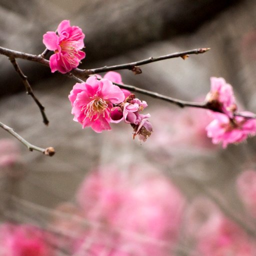 geibunphoto's profile picture. 富山大学芸術文化学部写真サークル「タカシャ」の部長だった人です。
質問箱　https://t.co/pnw1iWFhd7