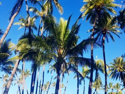 twinkledream3's profile picture. robotics/mediaart/japan/waseda univ./