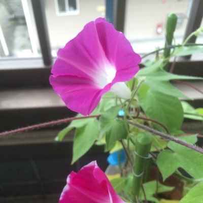 almond12141's profile picture. 診療情報管理士やってます。 多分仕事よりも食べ物や酒の事やテキトーな事をつぶやきます。 酒、コーヒー、スターウォーズが大好き! 元喫煙者で禁煙を始めて1年が経ちました!