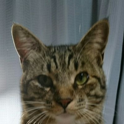 思い浮かんだこと呟きます🎶
【他】①一期一会のエピソード
:日常で逢った心温まる話を綴ります
②励まし屋(私も時々励まして欲しい🤣)
【時々】➜愛猫キジトラ8歳♂| 旅人名:フーテンのてっこ(観光名所:名物:地形:乗り鉄子)マニアガイドでした。(なんちゃってわりとプロ)|食|音楽|花|手芸