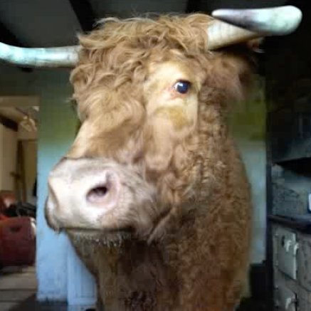 Award winning documentary, Tony & the Bull is a window into the very private life of Tony and his sole companion Scrunch, a fully-grown highland bull.